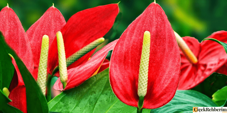Antoryum çiçeği fotoğrafı