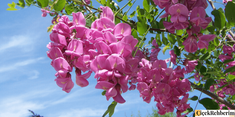 akasya çiçeği fotoğrafı