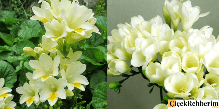 frezya çiçeği fotoğrafı