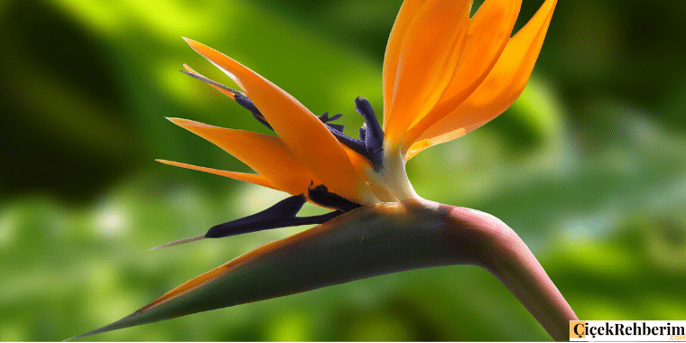 cennet kuşu çiçeği fotoğrafı