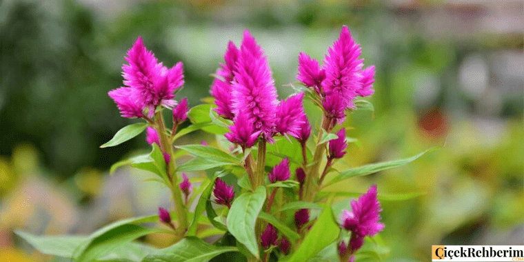 Horoz İbiği Çiçek fotoğrafı