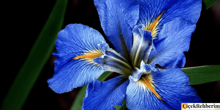iris çiçeği fotoğrafı