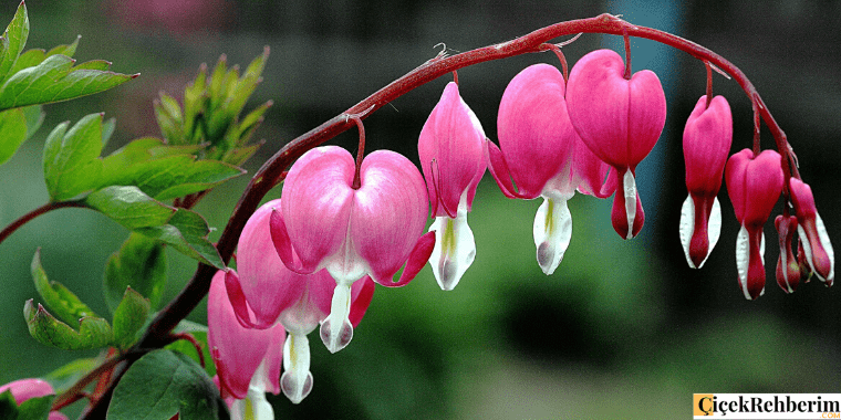 Kanayan Kalpler çiçeği fotoğrafı
