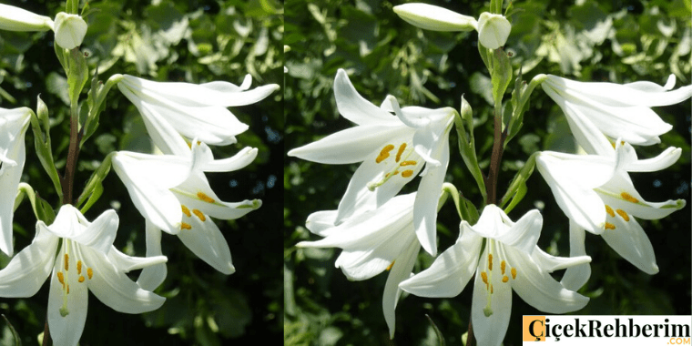 lilyum çiçeği fotoğrafı