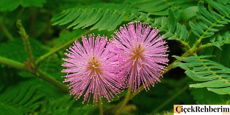 küstüm çiçeği fotoğrafı