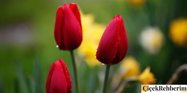 lale çiçeği fotoğrafı