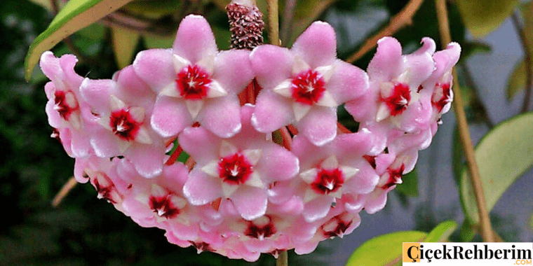 mum çiçeği fotoğrafı
