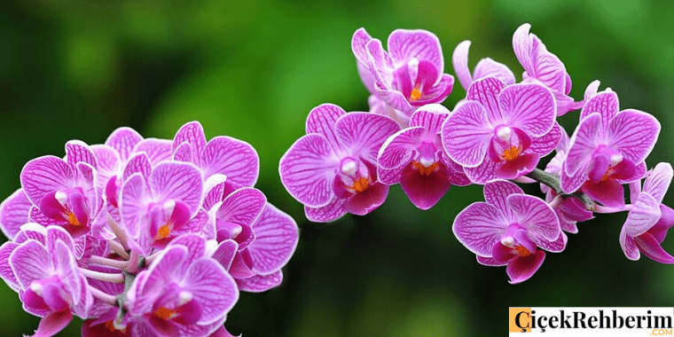 orkide çiçeği fotoğrafı