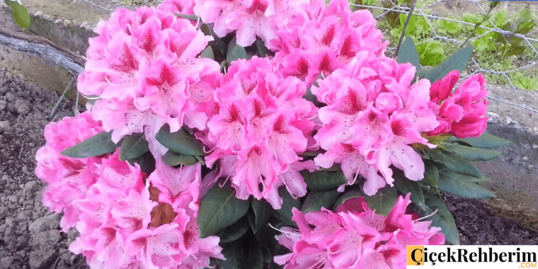 ormangülü çiçeği fotoğrafı